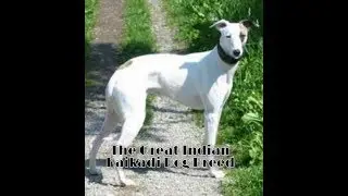 The Great Indian Kaikadi Dog Breed