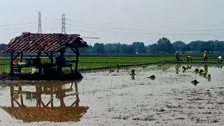 Jaragan Tandur Wong Gunungsari Terisi Indramayu