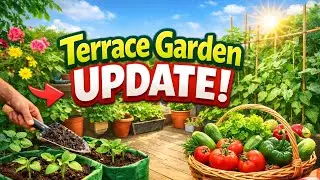 TERRACE GARDEN OVERVIEW | TERRACE GARDEN TOUR | TERRACE GARDEN UPDATE |  FRUIT PLANTS UPDATE 