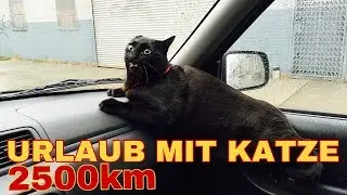 Von Türkei Bis Nach Österreich Mit Dem Auto Und Katze 😺