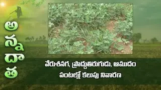 Weed management in oilseed crops &ndash; Groundnut, sunflower, caster | ETV
