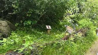 Lemuri vybeh pruchozi zoo Ostrava