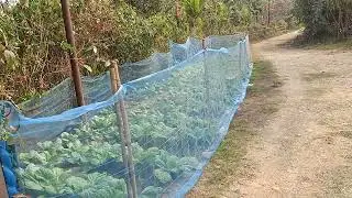 Sis Ben watering the vegetable garden