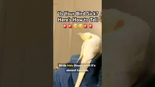 Warning Signs of a Sick Bird You Should Never Ignore #cockatiel #birds #pets #sick #health #parrot