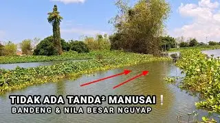 IKAN IKAN TUA! Mancing Bandeng dan Nila besar bergerombol di satu titik