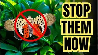 STOP Spotted Lanternflies Fast: Proven Methods to Protect Plants