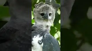 Bird Species with Unique and Unusual Shapes #short