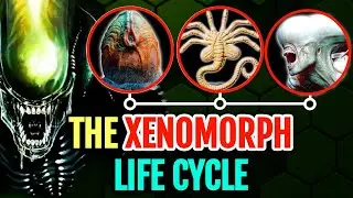 Entire Xenomorph Life Cycle Dissected In Detail From The Xeno-Egg To Facehugger To Newborn Xenomorph