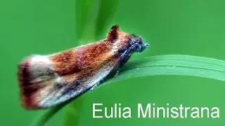 Eulia ministrana