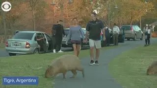Hundreds of capybaras overrun neighborhood in Argentina