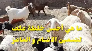 كيف تعمل احسن خلطة علف لاسرع تحويل في الاغنام و الماعز