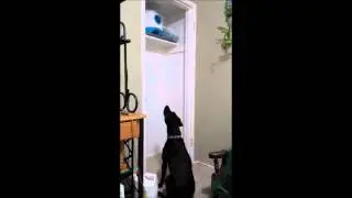 Snickers Found Where I Hide the iFetch
