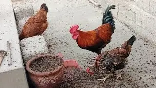 Chicken rooster & hens enjoying walking in the winter morning 🐓🐔 #birds 