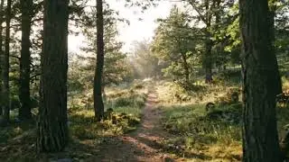 Morning Forest Walking Meditation &bull; Calm Mind, Gentle Focus, Fresh Start