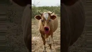 😂😂🤣 #lol #cow #funnyshorts #funny #lolclips #bhoot #cat
