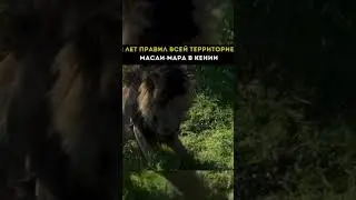 Легенда Шрам (Scarface) #интеллект #животные #факты #animals #reels #top #please