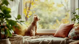 Calming Pet Music - Night Comfort for a Peaceful Home Environment
