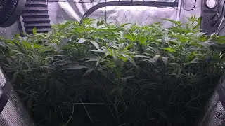 1 monster plant (Tropical Cooler) in a 4x4 tent