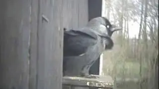 Jackdaws Move into Kestrel Nest Box