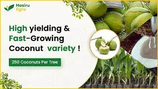 Channarayapatna Coconut Saplings | 250 nuts per tree | 4 yrs yielding | High copra content