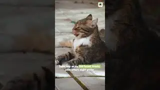 Do All Cats Love Fish?