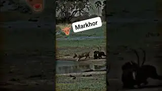Markhor vs Lion fight🦁