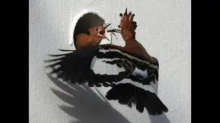 Stunning footage of African Hoopoe chicks