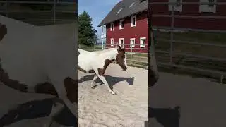 Rearing up training with my horse,out of my perspective