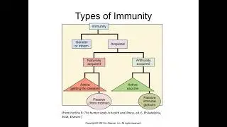 NUR120 Chapter 10 The Immune and Lymphatic System