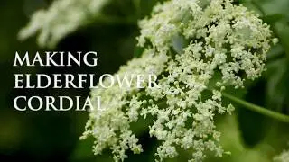 How To Make Make Elderflower Cordial | Easy Home Recipe
