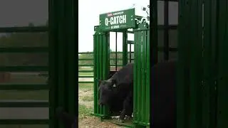 Q-Catch 54 Series | Squeeze Chute for Cattle | Arrowquip