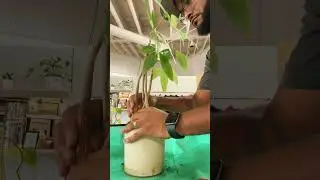 Saving A Money Tree From Root Rot #houseplants #moneytrees
