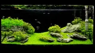 akwarium 112l Łukasz G iwagumi aquarium 112l