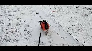 ЗВЕЗДА... ЮТУБА...😉 10 января 2026 г. ХАРЬКОВ 🐕 САЛТОВКА 🙏🥴