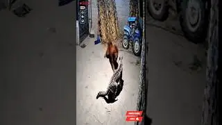 Leopard Attacks But Tibetan Mastiff Fights Back Fearlessly!