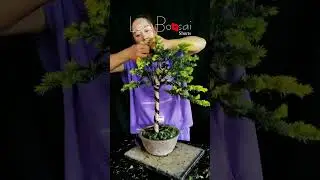 Artistic bonsai pruning techniques! #35 #lovebonsai #bonsai #bonsaiart #bonsaitree