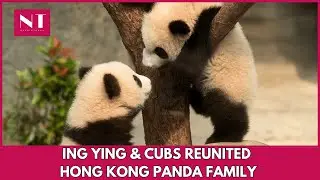 Live: Hong Kong Panda Cubs Meet Their Mom | Ying Ying Joins at Ocean Park | China