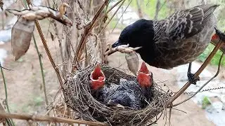 Black Headed Bulbul Feeding Black Paper Moth Feeding | Birds in nest videos