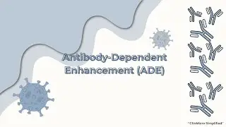 Antibody Dependent Enhancement (ADE) Part 1 | Basics Explained In 1 Minute.