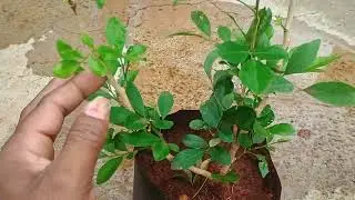 Karni hindi ghost hindi vampire hindi panacea remedy