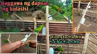 gumawa ako ng dapuan at pinagsama ko ang 3 katian ko kulasisi🦜 ||sangkay omax||