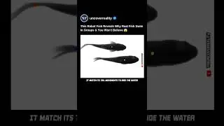 This Robot Fish Reveals Why Real Fish Swim In Groups & You Wont Believe 😱 #robot #shorts  #fish