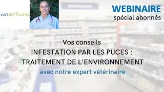 Infestation par les puces : conseils pour le traitement de l'environnement