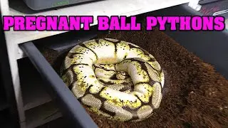 Is my ball python GRAVID??  Signs your going to have EGGS 🥚🥚🥚🥚🥚🥚🥚🥚