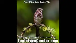 Paul White Gold Eagle 🕉 Celestial Chosen Ones of the Christed Conscious Evolution 🕉  #ascension