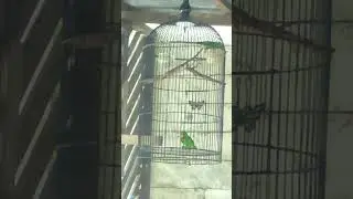 Burung serindit loncatan