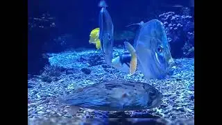 Zoo Frankfurt am Main Aquarium  / Франкфуртський зоопарк