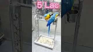5 lac ka Macaw pair #shorts #macaw #macawparrot
