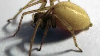 yellow sac spider and firebrat.😄
