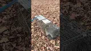 Released a beautiful Raccoon #racoons #wildlife 